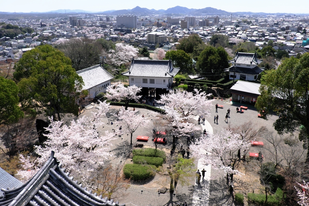 国宝犬山城と満開サクラのコラボ＃３