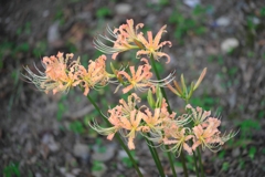 咲き初めはピンクから#5