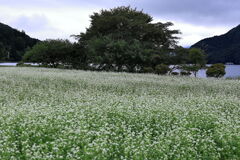 木崎湖付近の蕎麦畑満開＃３