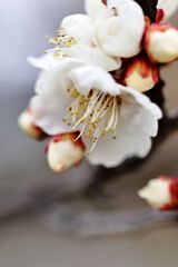 やっと咲き始めた梅の花＃４