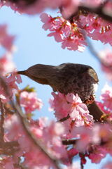 河津桜とメジロ狙いのはずが・・・・#5