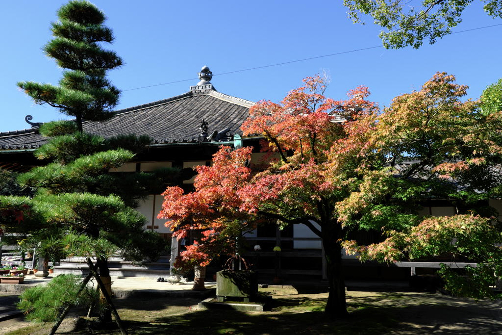 近所のお寺の紅葉ロケハン＃４