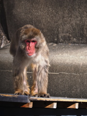 岡崎東公園の動物たち＃９