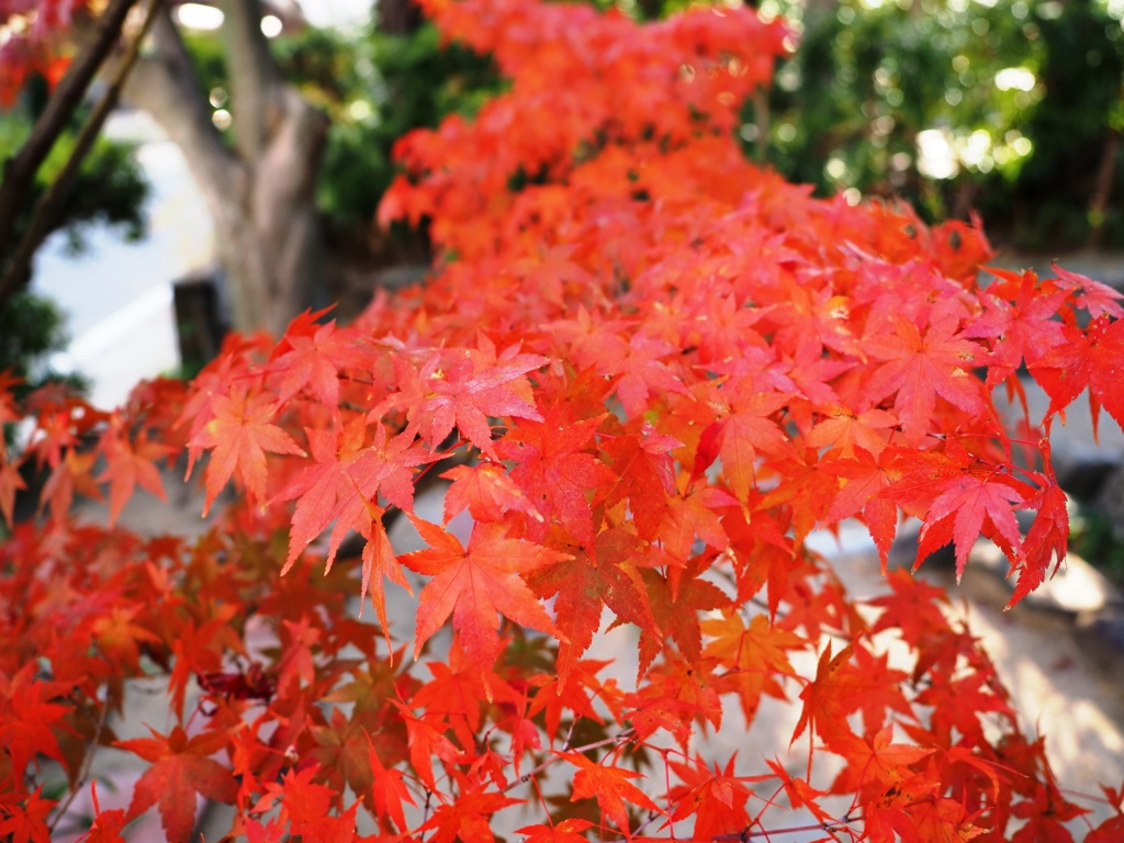 貞照院の紅葉真っ盛り＃２