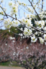 まだ見頃を迎えない梅の花たち＃４