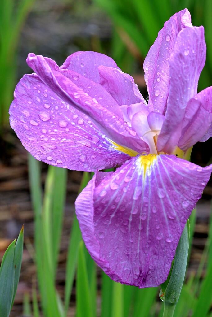 小雨が降る中での花菖蒲＃７