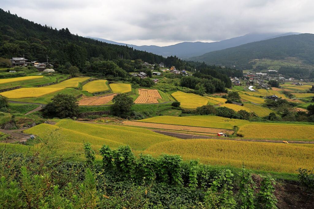 収穫を迎えた恵那市の坂折棚田＃２