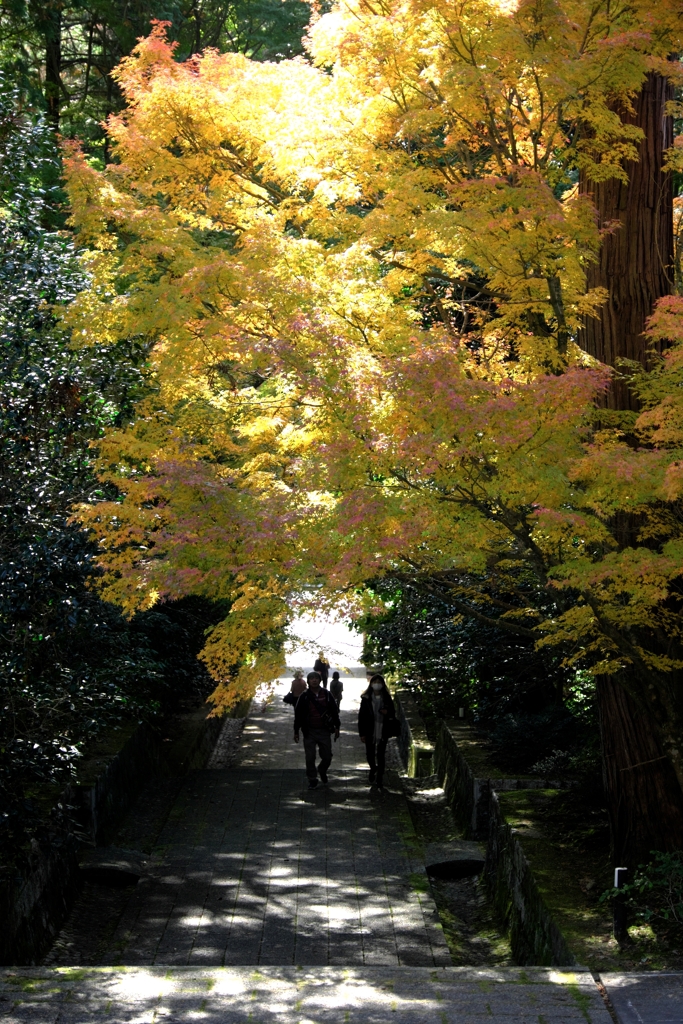 晩秋の紅葉撮影・雲興寺＃７