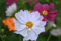 秋景色JERAパークの花たち＃４