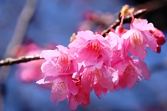 咲き始めた寒緋桜とメジロちゃん#1