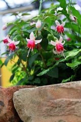 季節を先取りする花たち#10