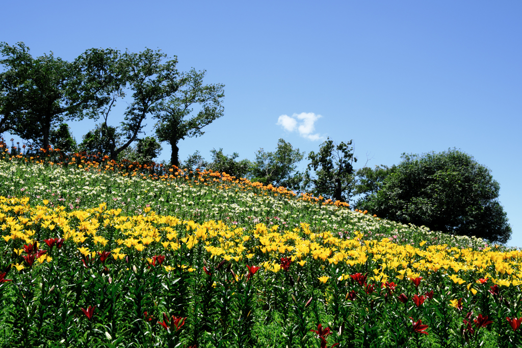 見頃を迎えた可睡ユリの園＃４