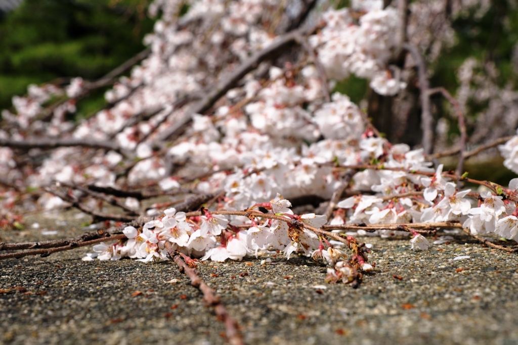 地面を這いつくばう枝垂れ桜＃５