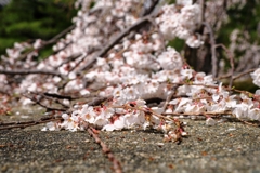 地面を這いつくばう枝垂れ桜#5