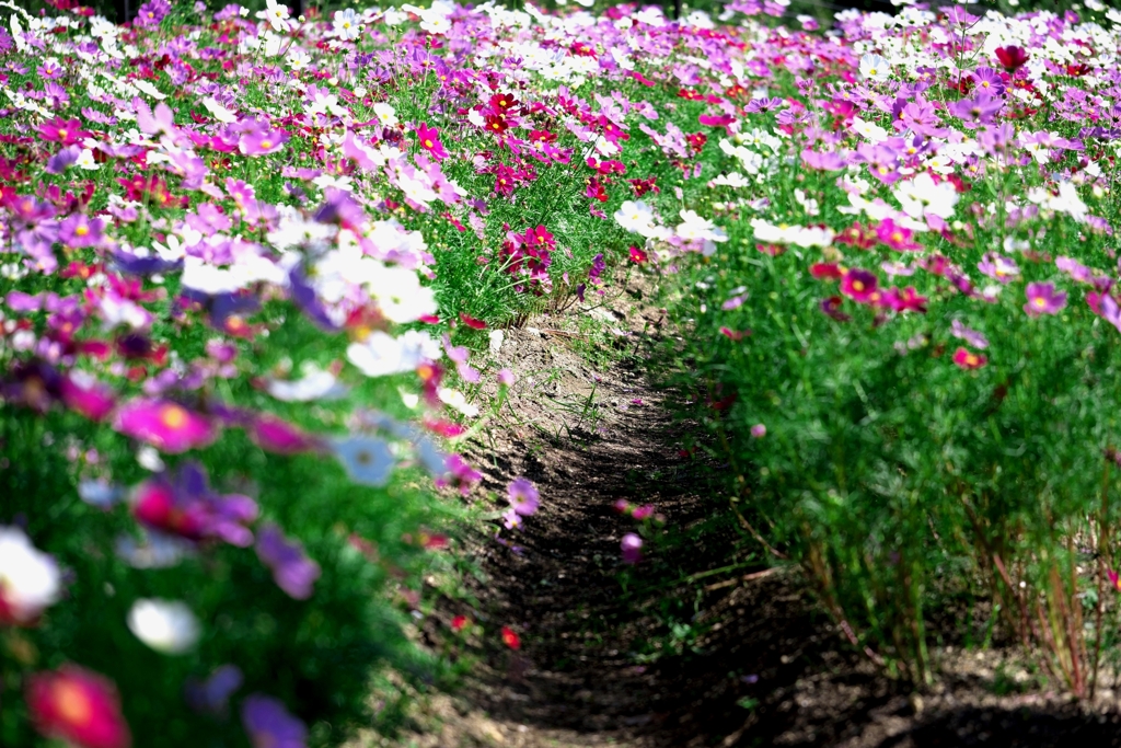 油ヶ淵水辺公園のコスモスたち＃３