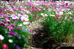 油ヶ淵水辺公園のコスモスたち#3