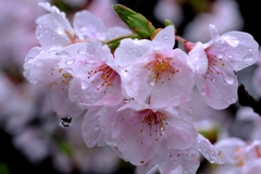 雨降りの雫狙いサクラ撮影＃３