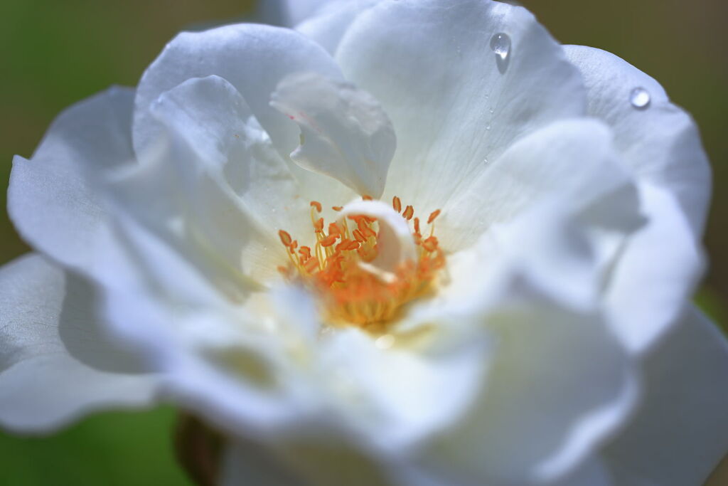 ミササガパークは薔薇が見頃＃５