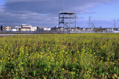 依佐美送信記念館と菜の花＃２