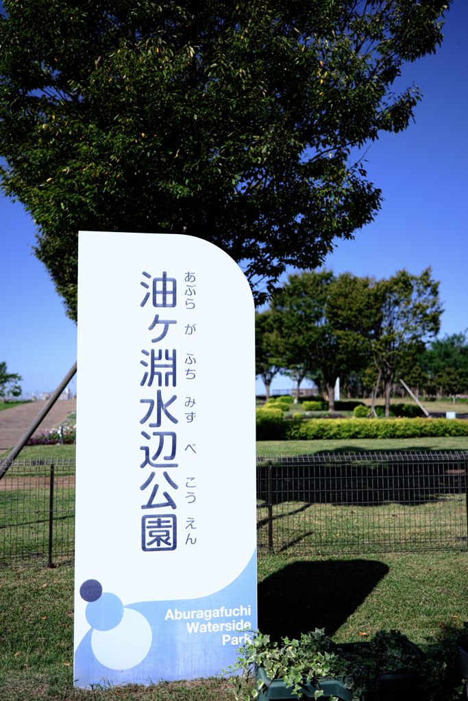 油ヶ淵水辺公園のコスモス＃１