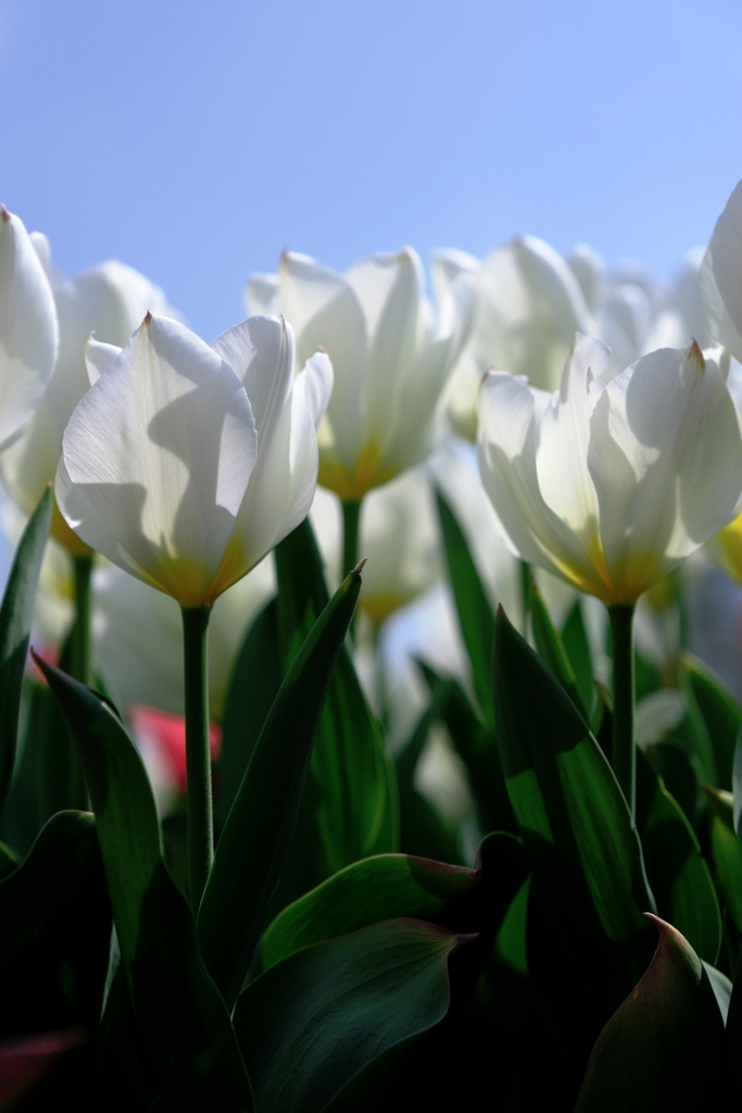 春爛漫チューリップたち＃１