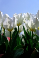 春爛漫チューリップたち＃１