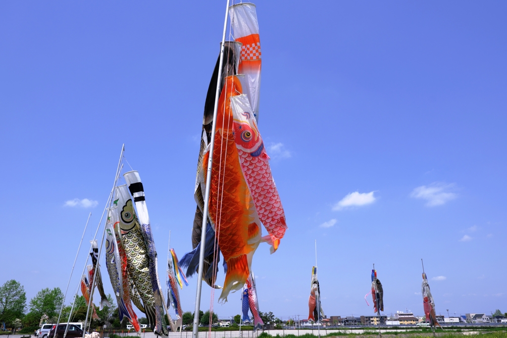 依佐美の鉄塔と鯉のぼり＃７