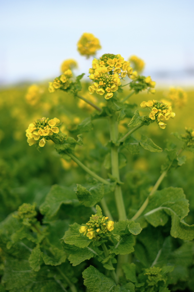 春を告げる菜の花たち＃１