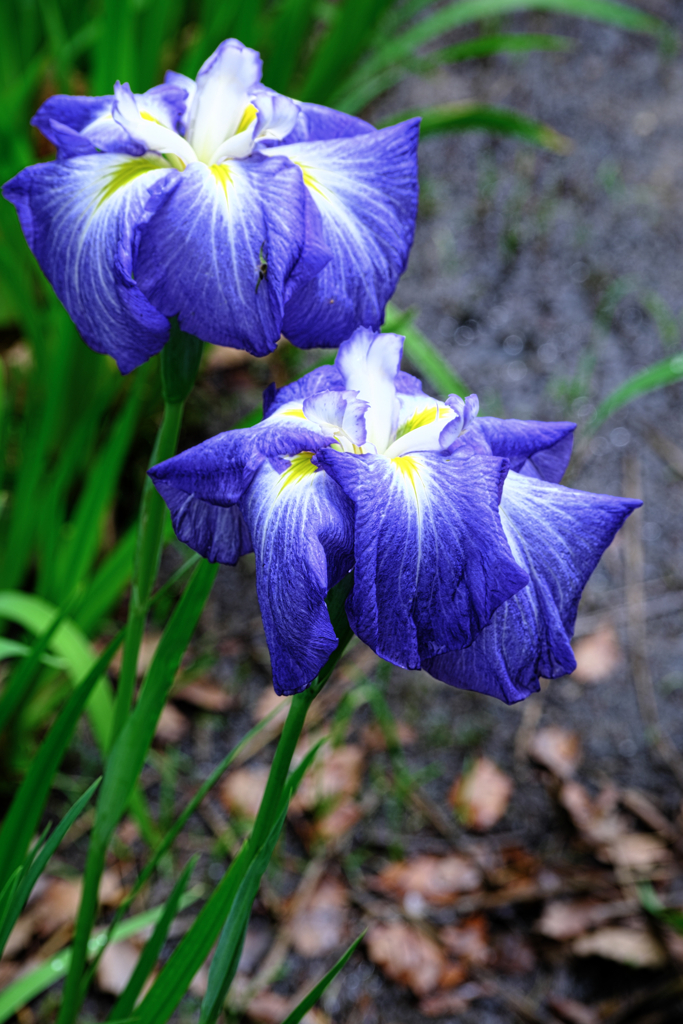 今年も逢いに菖蒲の花＃１