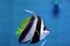 水族館魚たちの撮影＃８
