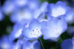 春を彩るネモフィラ#4