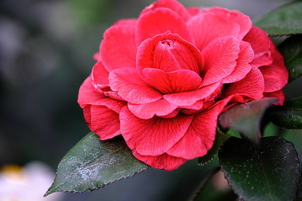 デンパーク・温室内の花たち＃２