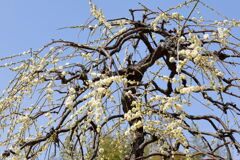 見頃を迎えた枝垂れ梅#4