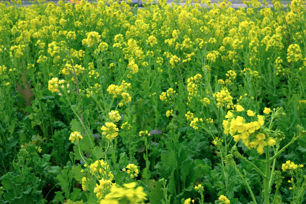 春を告げる花・菜の花＃５