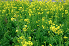 春を告げる花・菜の花＃５