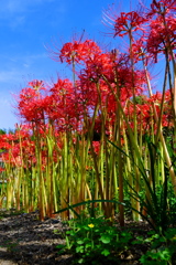 中部電力ヒーリングガーデンの秋景色＃６