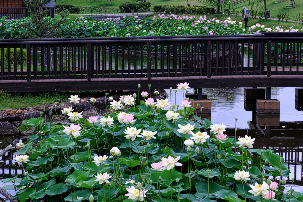 水辺公園の蓮の花＃２