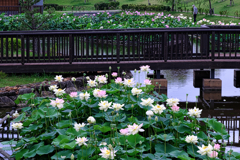 水辺公園の蓮の花＃２
