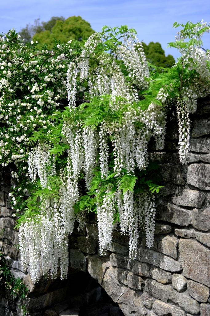 今シーズン見納めの藤の花＃５