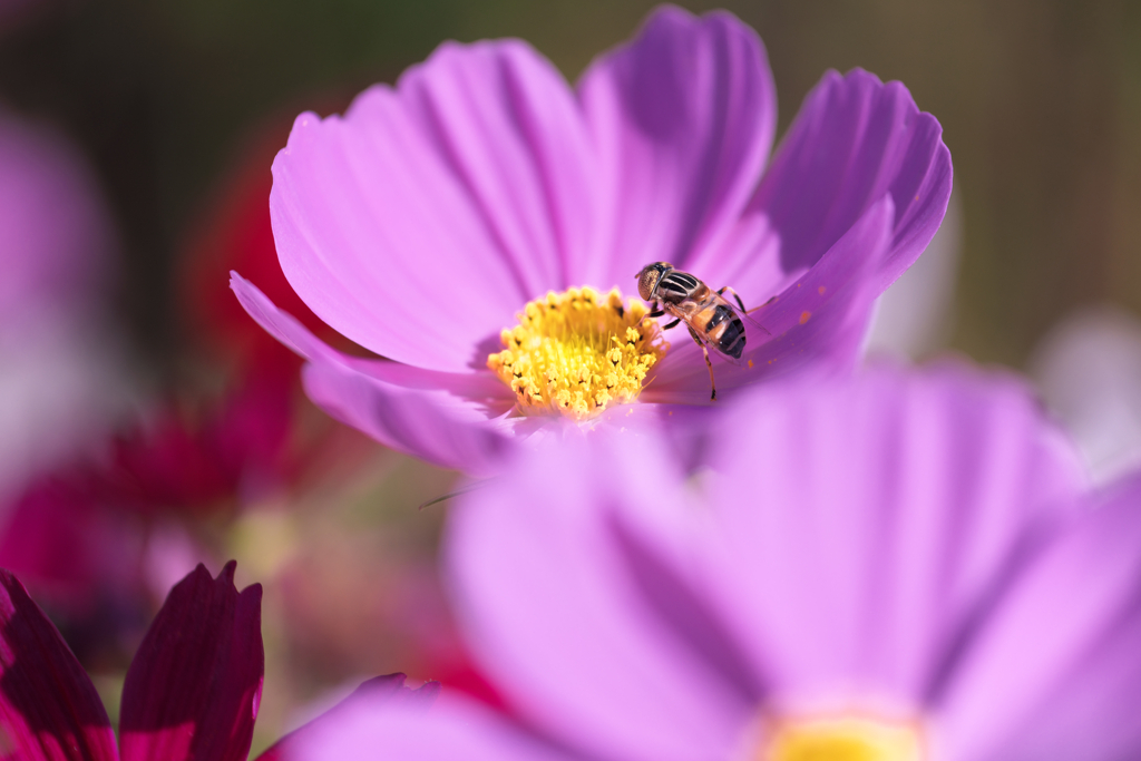 油ヶ淵水辺公園のコスモスたち＃９