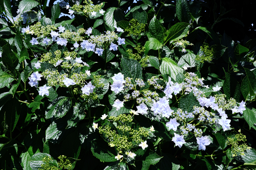 隣街の小さなお寺の紫陽花＃６