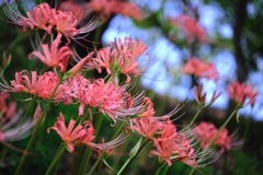 咲き初めはピンクから#4