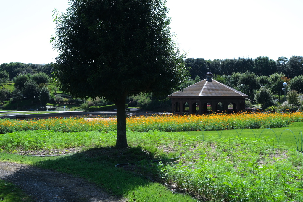 中部電力ヒーリングガーデンの秋景色＃１