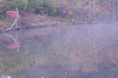 乗鞍高原で紅葉撮影＃９