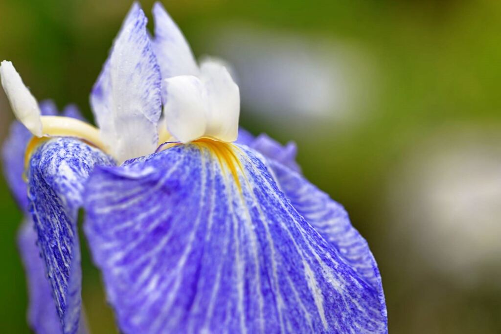 小雨が降る中での花菖蒲＃３