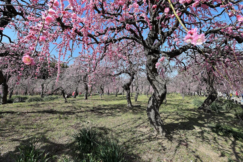 枝垂れ梅が満開＃３