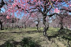 枝垂れ梅が満開＃３