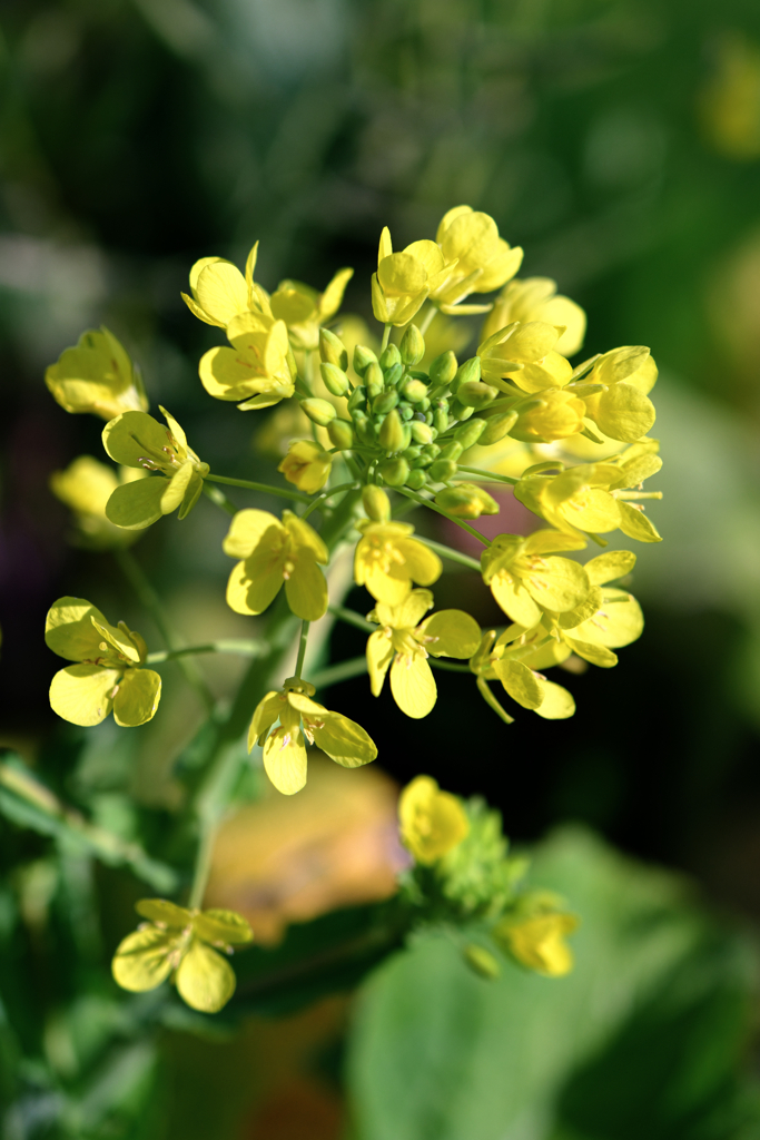 依佐美送信記念館と菜の花＃５