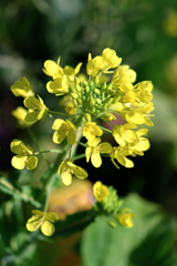 依佐美送信記念館と菜の花＃５