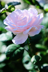 ミササガパークの秋バラ＃６